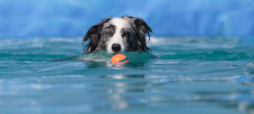 Ein Hund schwimmt im Wasser auf einen kleinen Ball zu.