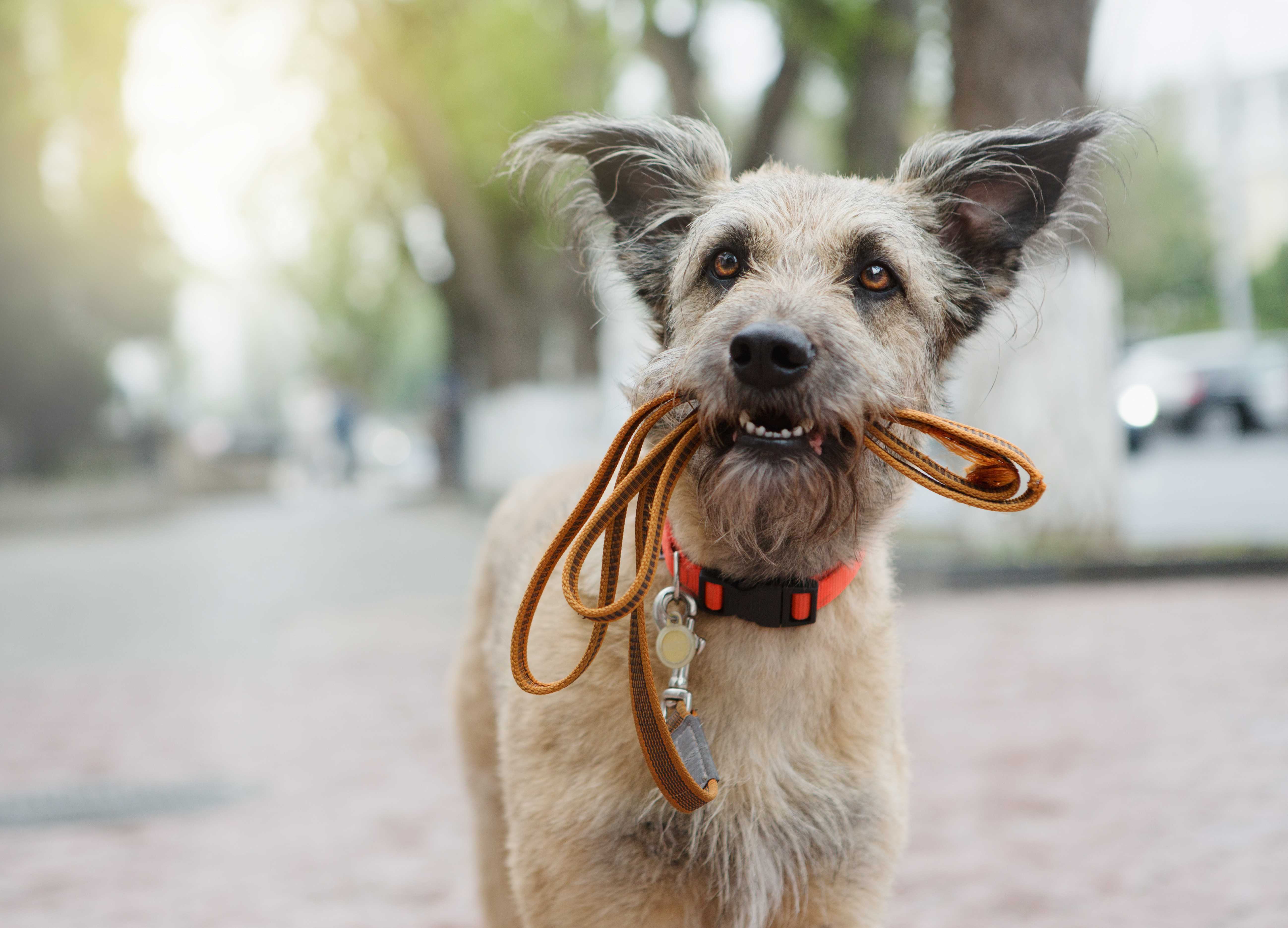 Ein Hund in der Stadt mit Leine im Maul