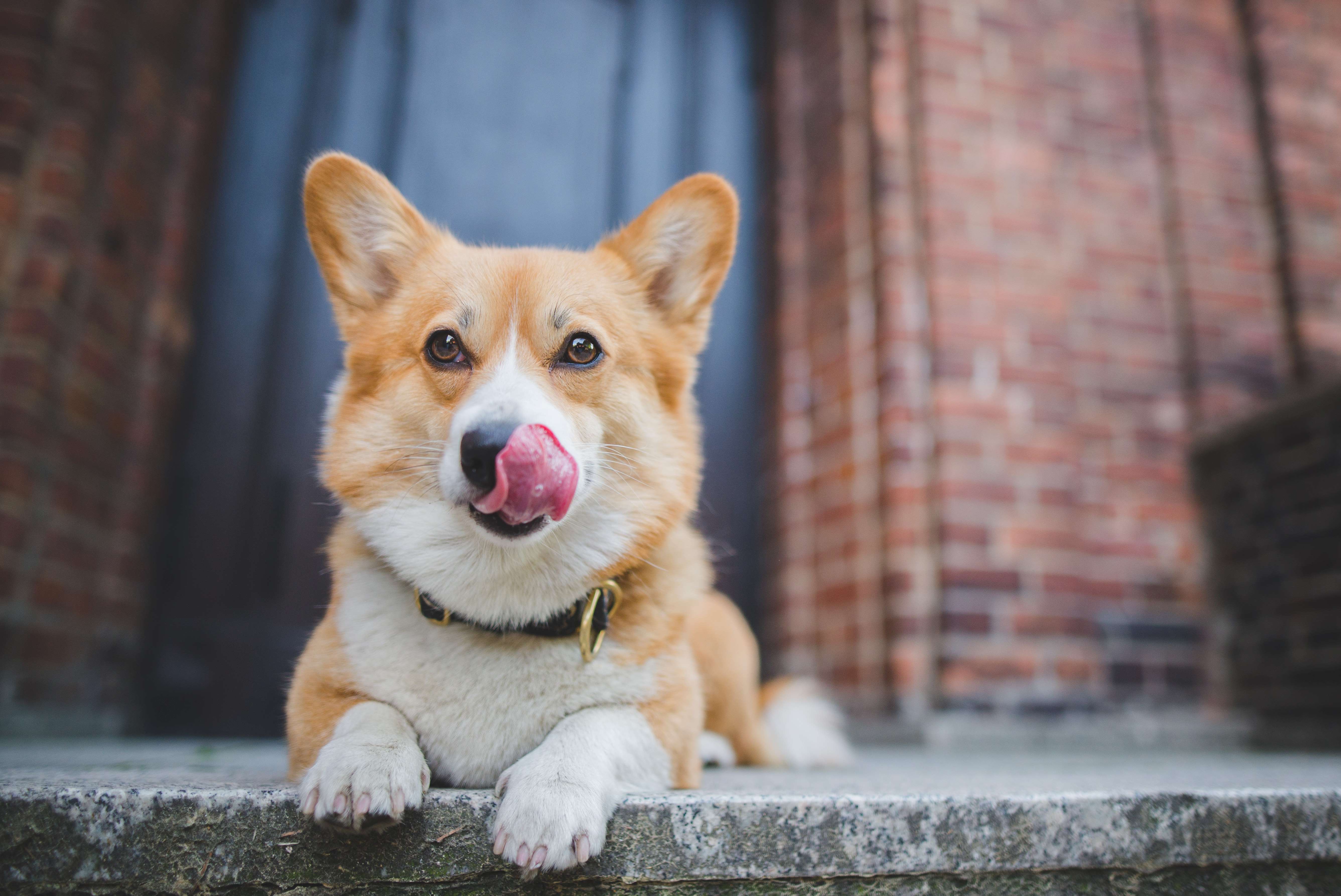 Ein Corgy leckt sich über den Fang als Beschwichtigungssignal.