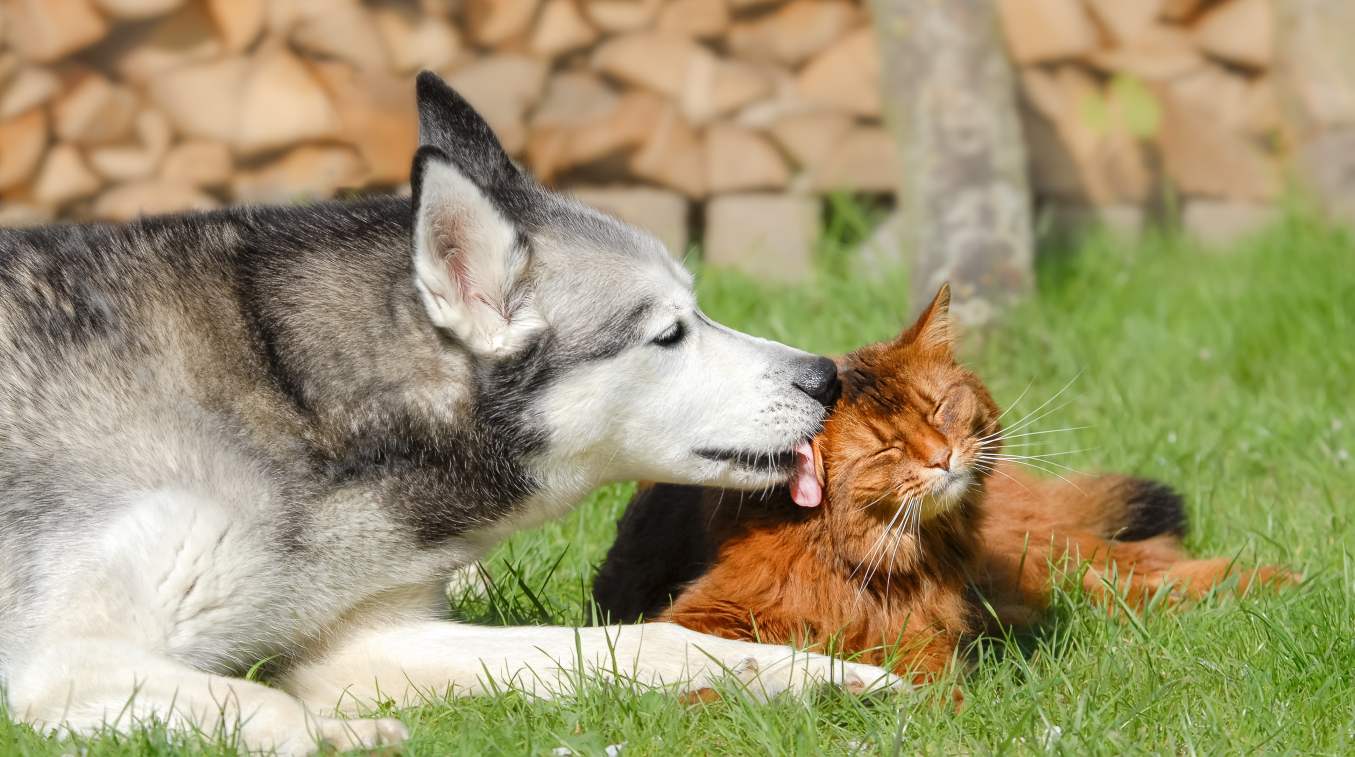 Ein Husky leckt einer Katze übers Ohr.