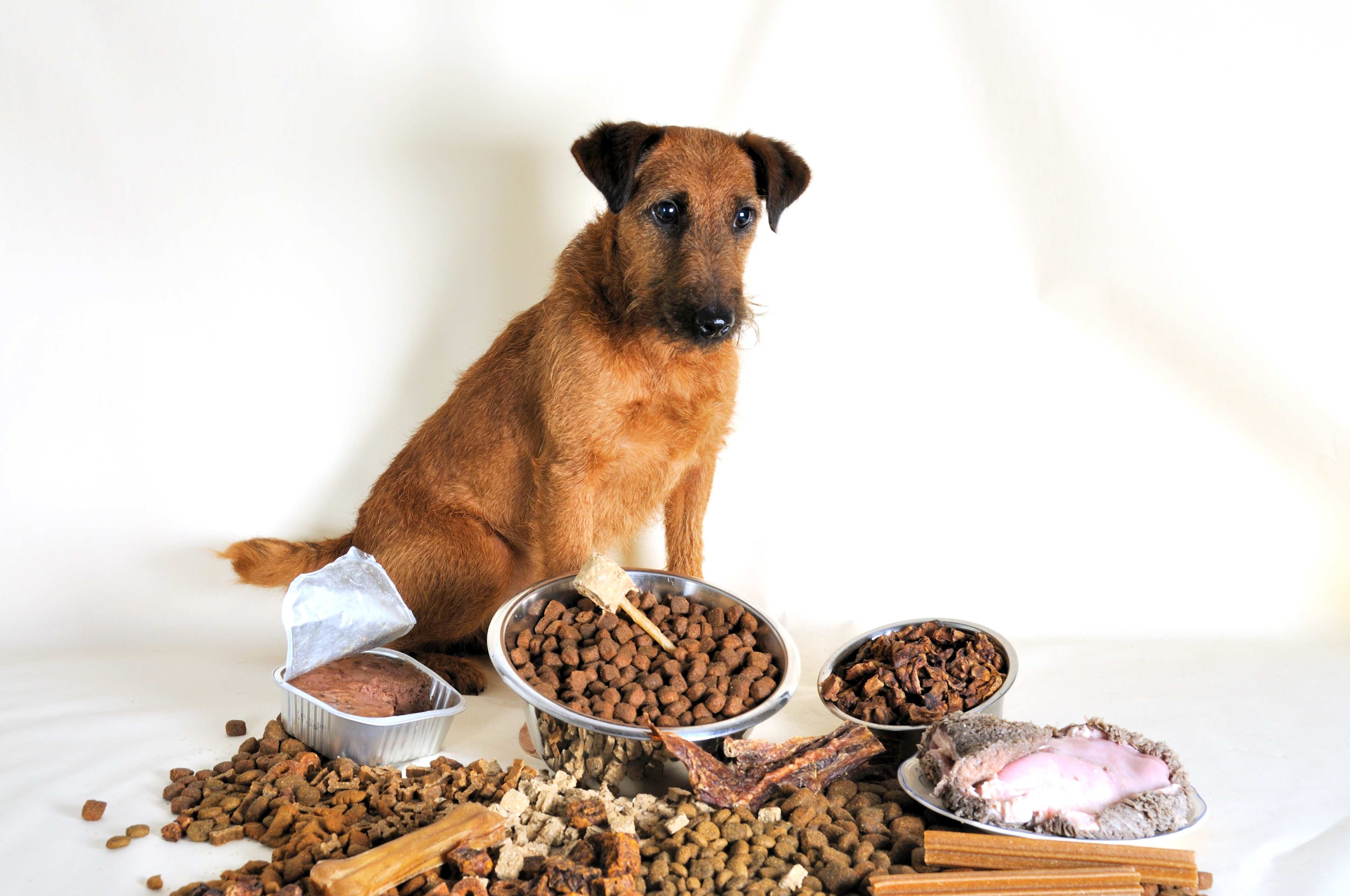 Trocken- oder Nassfutter bei Hunden | RINTI