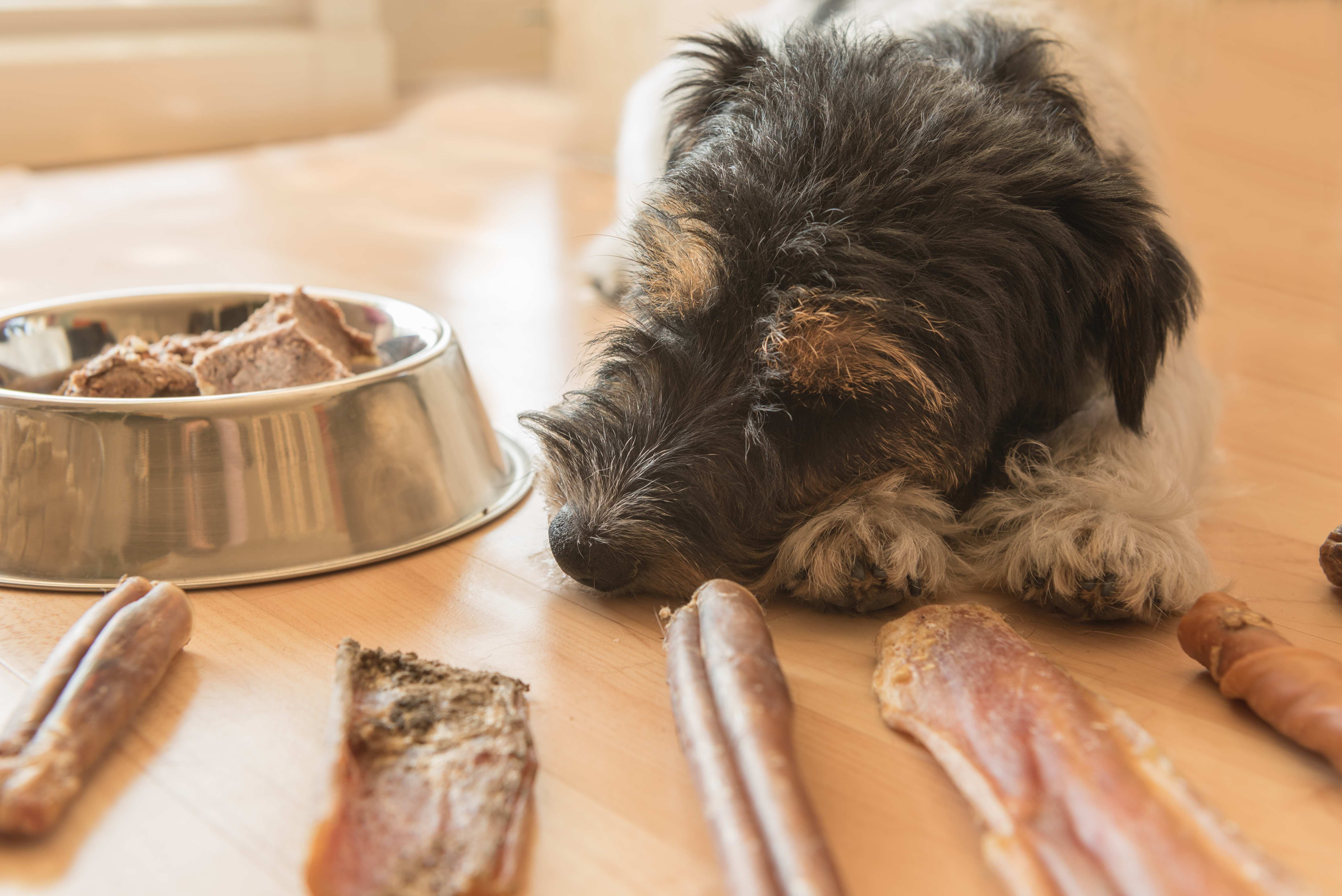 Ihr Hund frisst alles auer Hundefutter? | RINTI