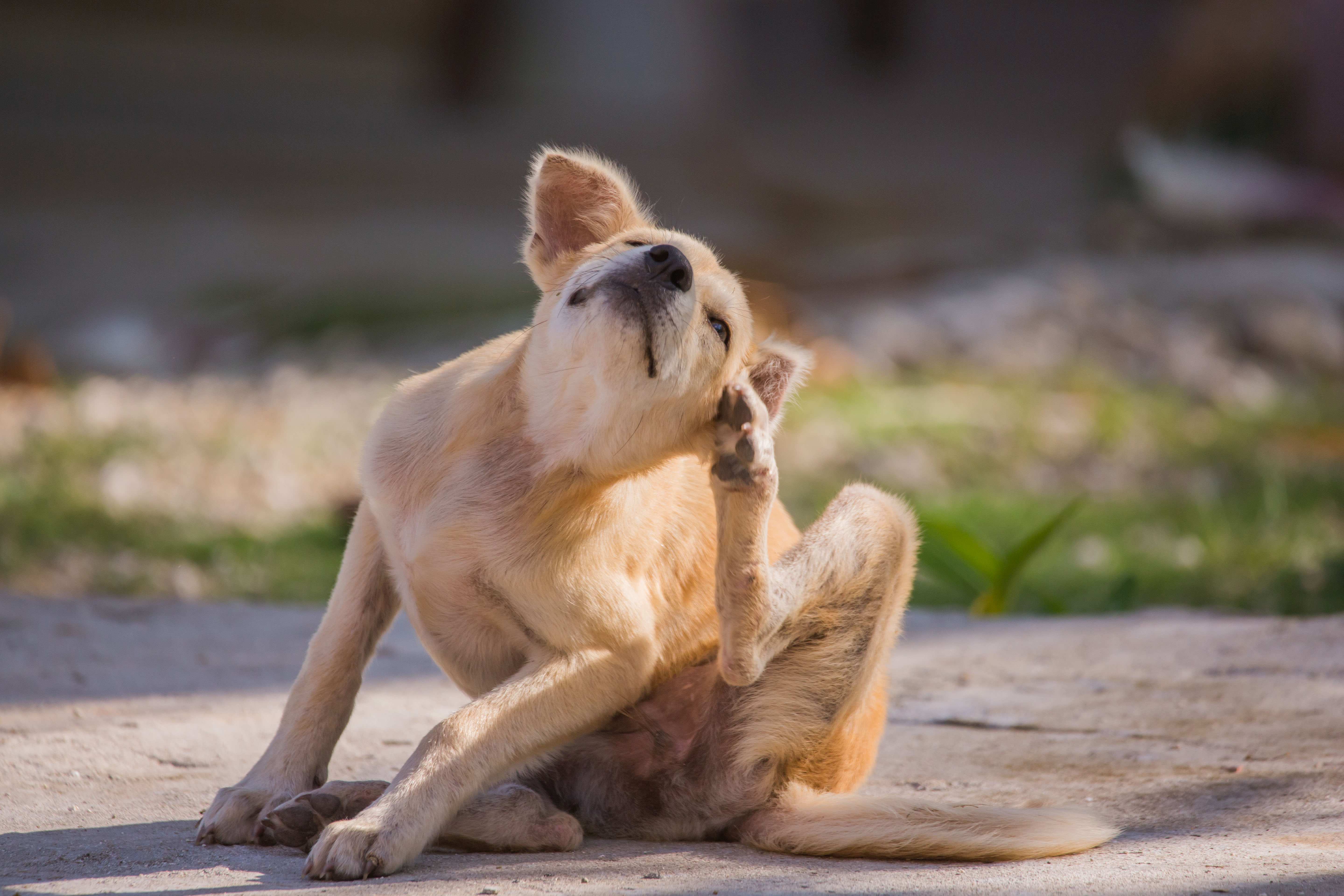 Leidet Ihr Hund an einer Allergie? | RINTI