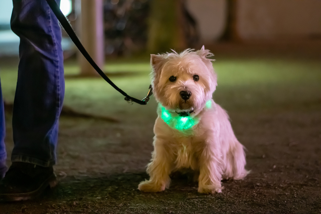 Hund im Herbst mit Leuchthalsband