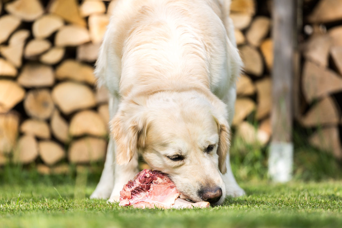 Dieta natural perros Dieta natural perros
