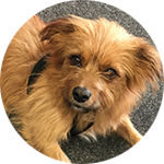 Mischlingshund Rocky Mischlingshund Rocky