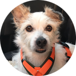 Jack-Russel-Mix Ojo Jack-Russel-Mix Ojo