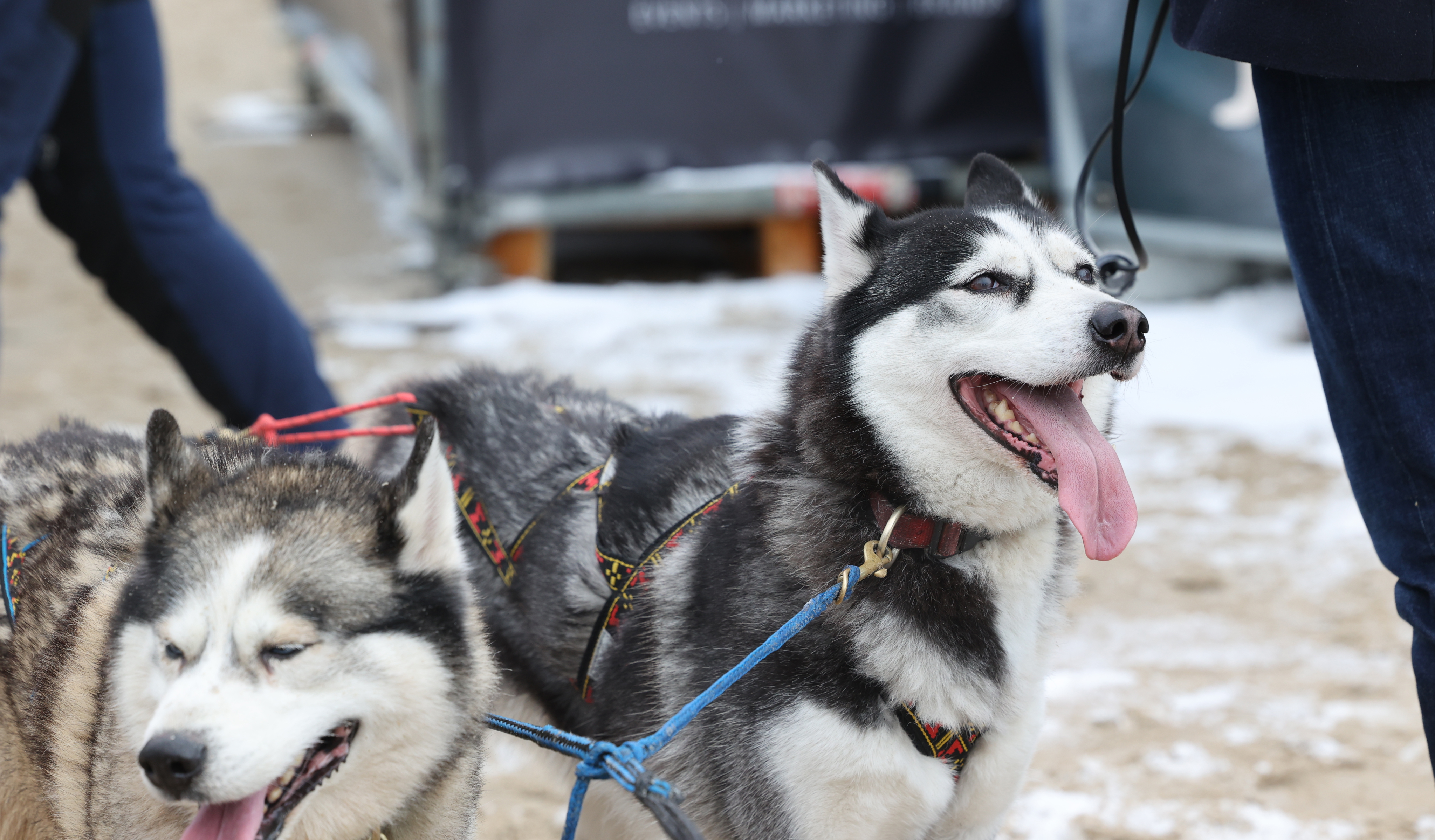 Zwei Huskys hecheln stark beim Schlittenhunderennen Baltic Lights.