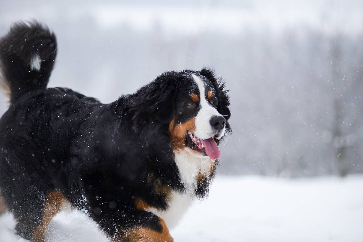 Ein Berner Sennenhund läuft durch den Schnee.