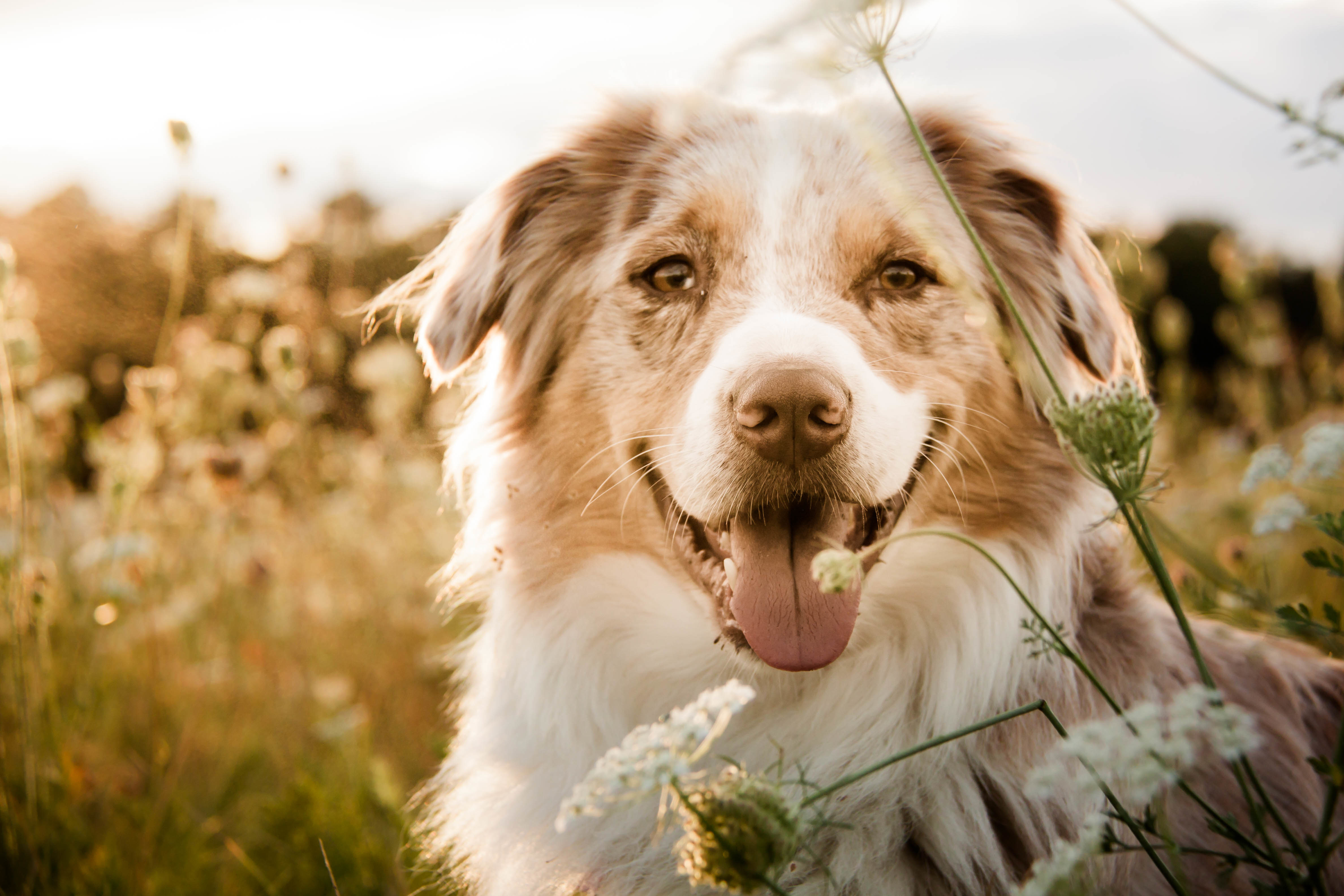 Großer weißbrauner Hund steht im hohen Gras.