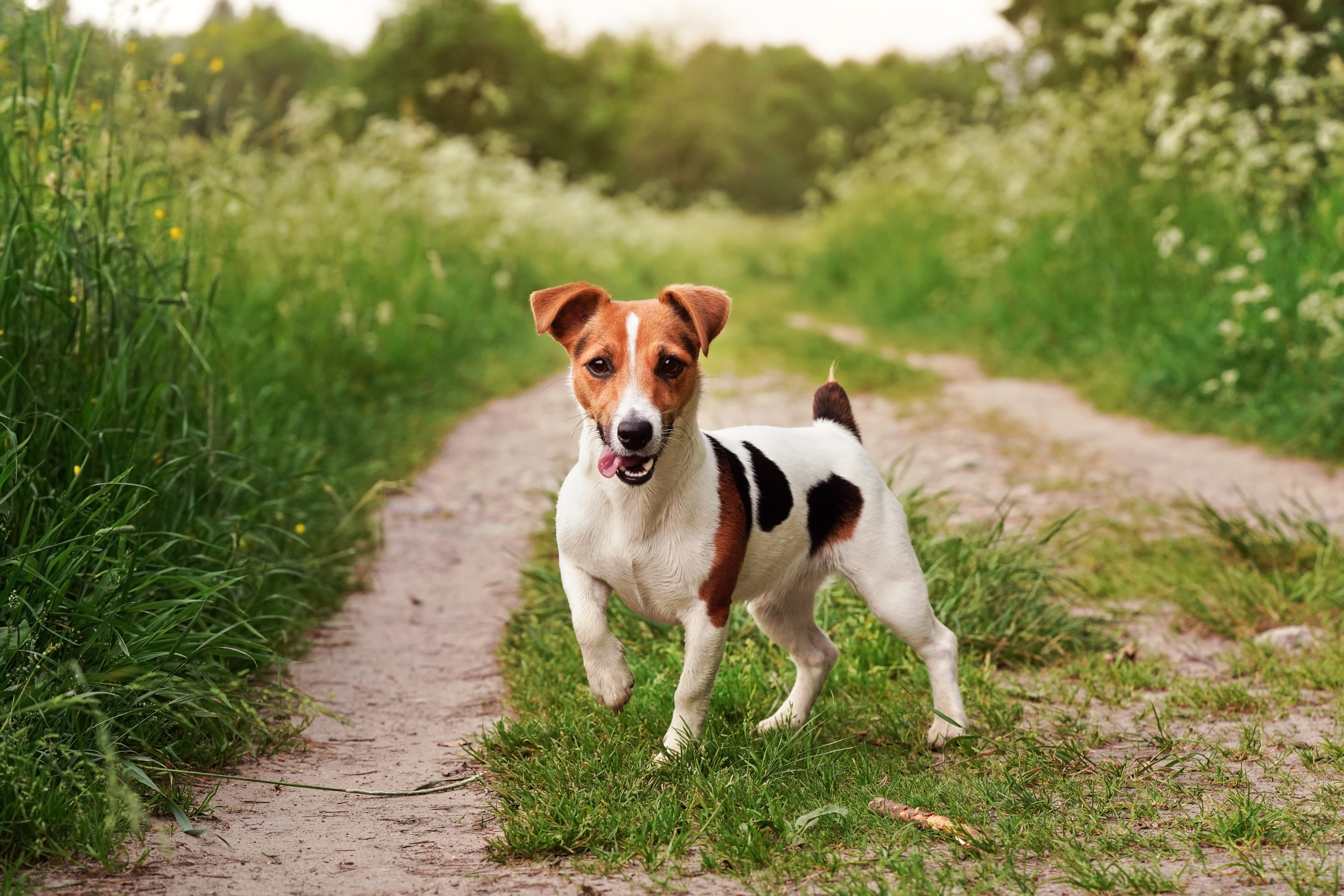 Terrier steht auf einem Feldweg.