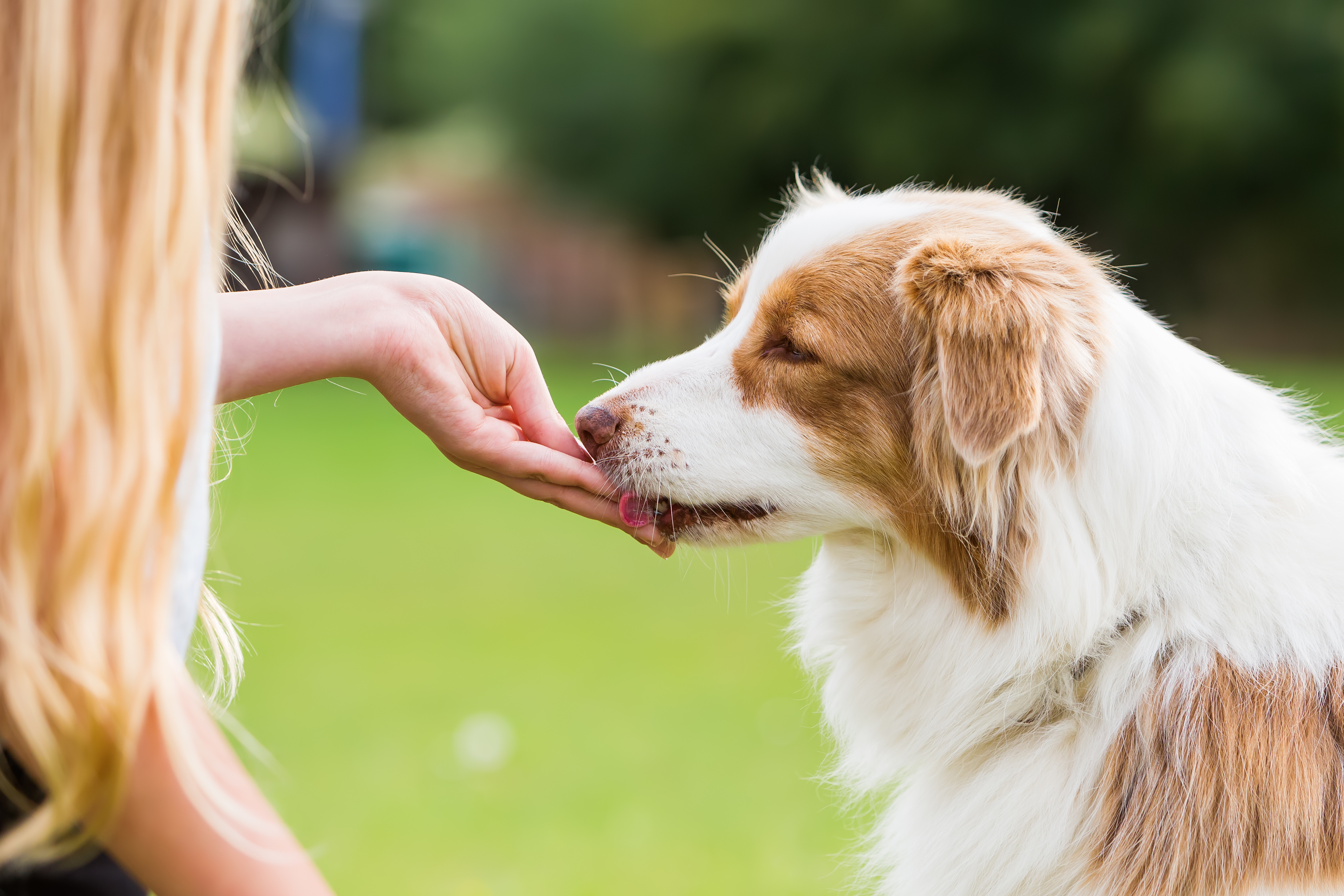 Hundefutter-Deklarationen richtig lesen und verstehen